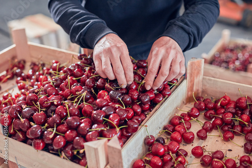 Картината върху платно Farmer working and arranging freshly picked cherries in wooden crates