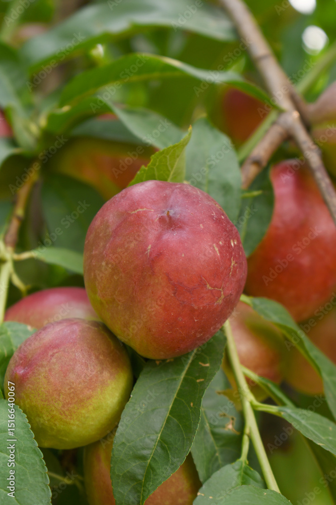 Fresh Ripe nectarine fruits on a tree branch with leaves closeup, A bunch of ripe nectarine, Ripe delicious fruit nectarine on the tree, Ripe sweet nectarines fruits grow on a nectarine tree branch Fresh Ripe nectarine fruits on a tree branch with leaves closeup, A bunch of ripe nectarine, Ripe delicious fruit nectarine on the tree, Ripe sweet nectarines fruits grow on a nectarine tree branch