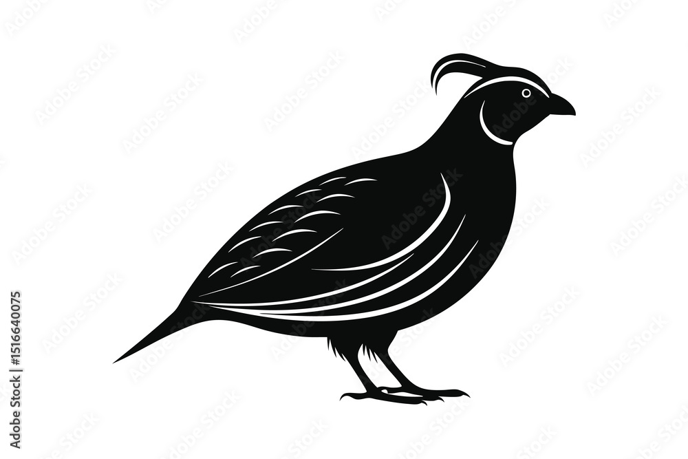 Fototapeta premium Quail bird silhouette black style with white background