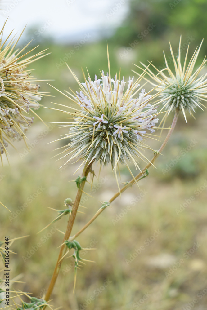Echinops sphaerocephalus, Echinops sphaerocephalus known as Great Globe Thistle or Pale Globe Thistle, A summer plant in the wild in a meadow, Wild flower with thorns and spines bloomed Echinops sphaerocephalus, Echinops sphaerocephalus known as Great Globe Thistle or Pale Globe Thistle, A summer plant in the wild in a meadow, Wild flower with thorns and spines bloomed