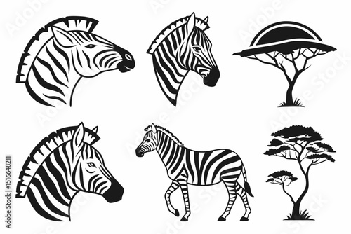 zebra