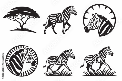 zebra