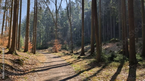 A pathway through a forest illuminated by sunlight - the shades of trees cut across the road