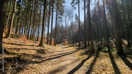 A walk through the woods on a sunny fall day