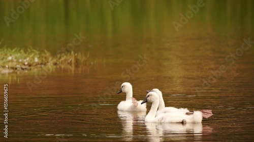 plan vidéo sur des jeunes cygnes dans l'eau sous la surveillance d'un parent qui apparait en fin de plan vidéo