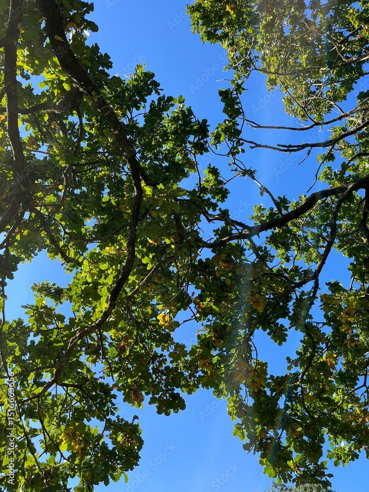 Fototapeta premium green leaves against blue sky