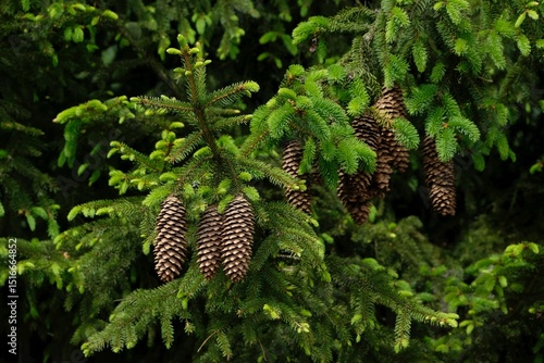 Wallpaper Mural  Close up of branches of spruce tree (Picea abies, also known as Norway spruce), tree with its characteristic cones and needles. Torontodigital.ca