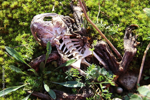 decomposed frog in nature
