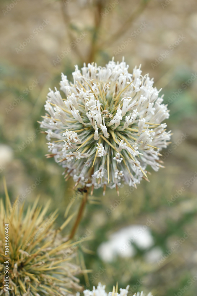 Echinops sphaerocephalus, Echinops sphaerocephalus known as Great Globe Thistle or Pale Globe Thistle, A summer plant in the wild in a meadow, Wild flower with thorns and spines bloomed Echinops sphaerocephalus, Echinops sphaerocephalus known as Great Globe Thistle or Pale Globe Thistle, A summer plant in the wild in a meadow, Wild flower with thorns and spines bloomed