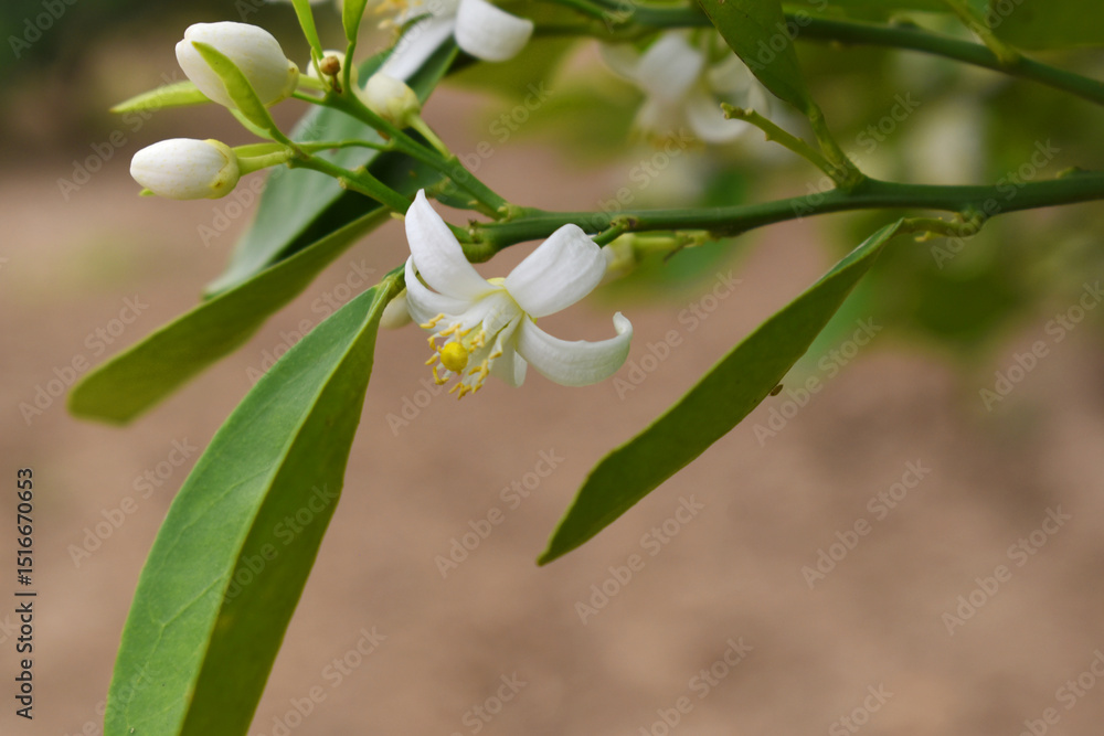 Obraz premium Blossoming orange tree flowers, orange blossoms, Spring harvest, closeup of Orange tree branches with flowers and leaves, buds and leaves, white little flower closeup, Chakwal, Punjab, Pakistan