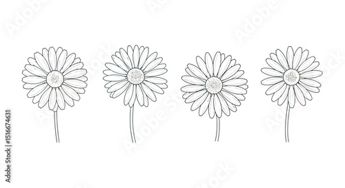 Daisy flower line drawing set with stem on white background
