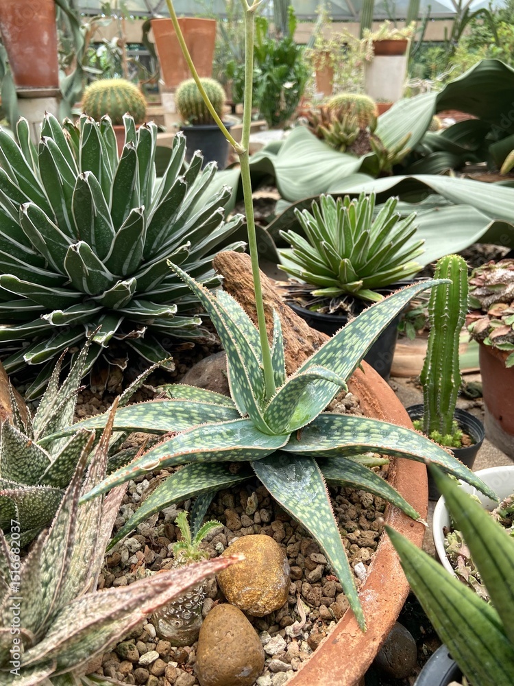 Obraz premium Aloe hybrids in terracotta pot