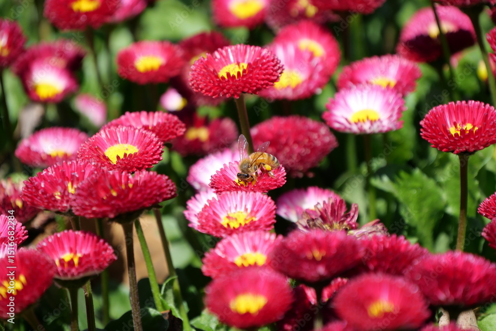 A bee is gathering nectar A bee is gathering nectar