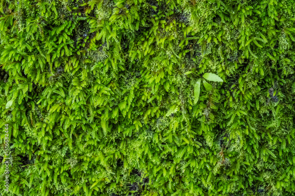 green grass for wallpaper with beautiful background fill light green grass for wallpaper with beautiful background fill light