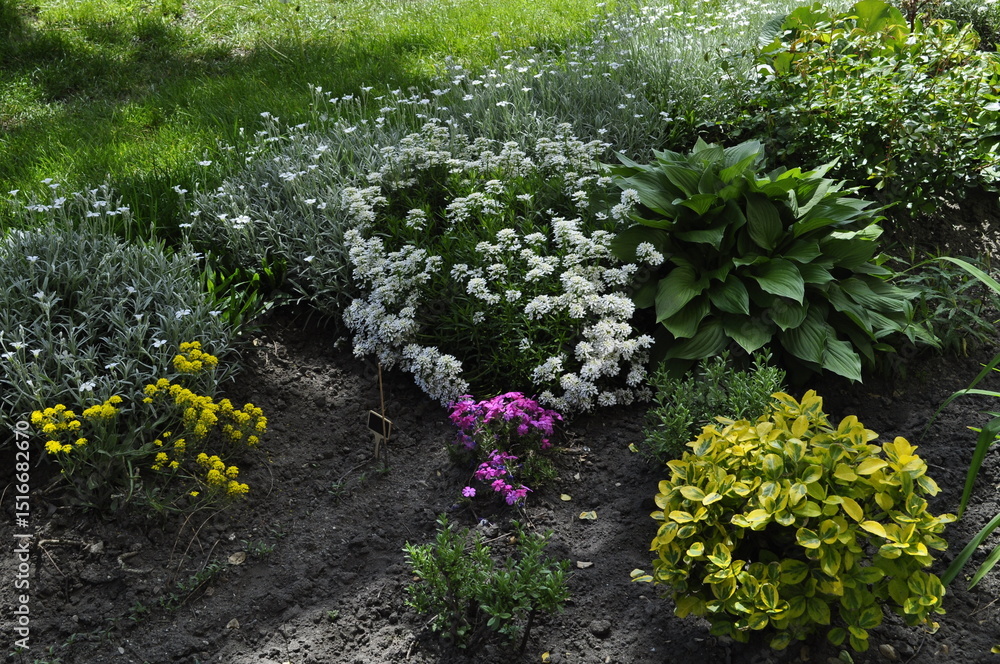 Naklejka premium Garden landscape with different varieties of hosta plants