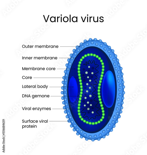 Diagram of Variola Virus Structure