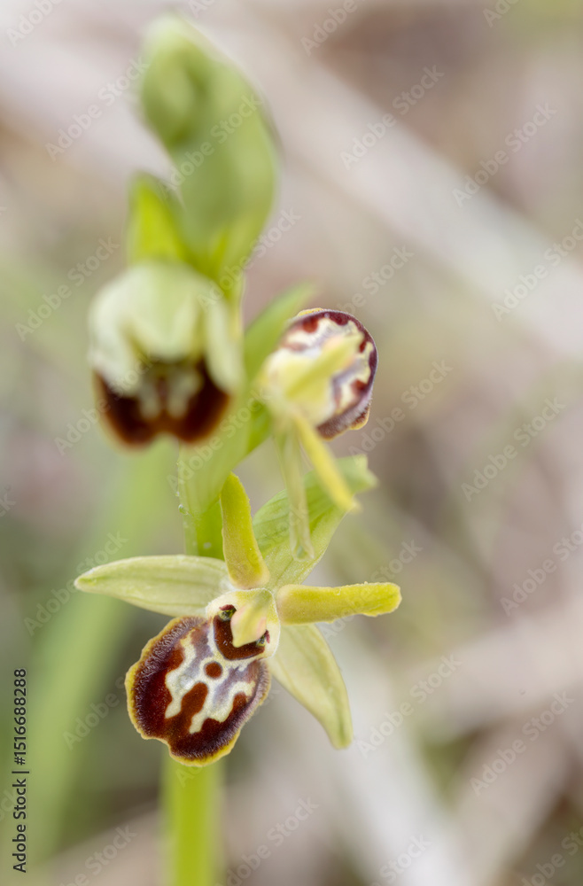 Obraz premium Close-up shots of Ophrys sphegodes, the early spider orchid, showcasing its unique shape and vibrant colors in natural settings. Perfect for botanical, scientific, or artistic visual projects.