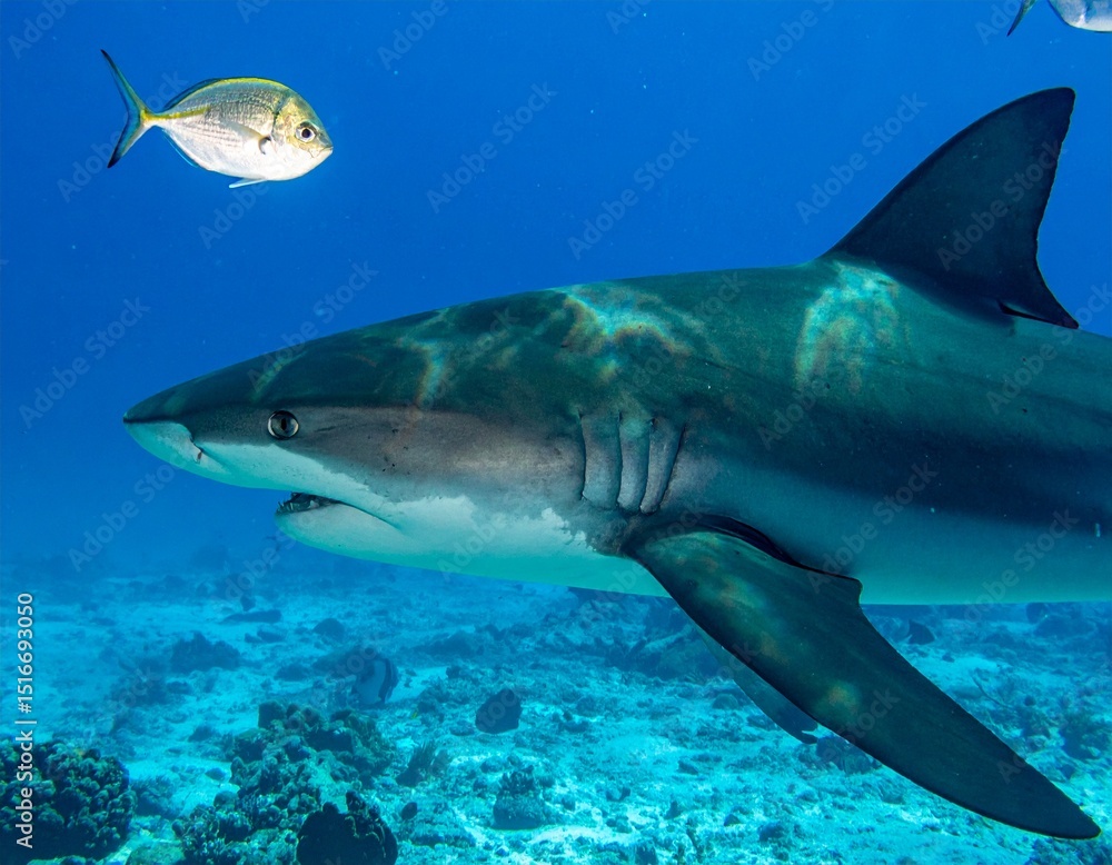 Obraz premium shark encounter ocean marine life underwater close up