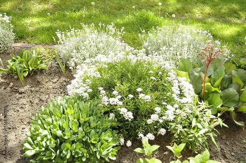 Harmony in Bloom  A Garden of Diversity A Symphony of Plants and Flowers