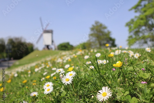 windmill in a field of daisies