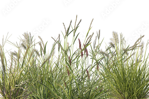 Fototapeta Grass border with many kinds of wildflowers in the field, cut out