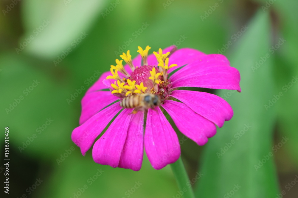 A beautiful painted lady butterfly with colorful wings rests on a vibrant flower in a summer garden A beautiful painted lady butterfly with colorful wings rests on a vibrant flower in a summer garden