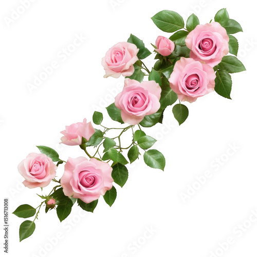 Fototapeta Naklejka Na Ścianę i Meble -  Pink rose branch isolated on transparent background
