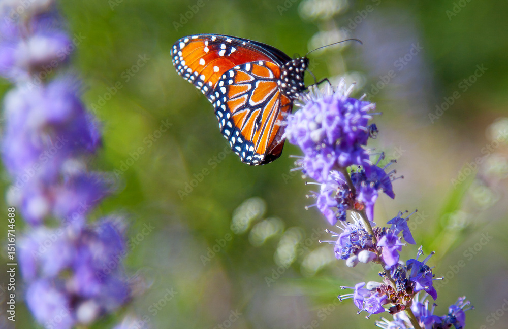 Naklejka premium monarch butterfly on flower