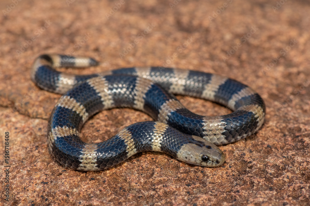Naklejka premium Closeup of a beautiful but venomous juvenile Sundevall's garter snake (Elapsoidea sundevallii sundevallii), also known as the African garter snake, in the wild in KwaZulu-Natal, South Africa