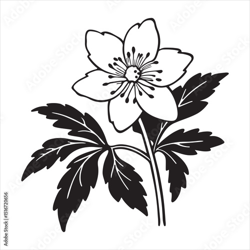Wood Anemone Flower – Delicate White Petals in Spring Forest Bloom