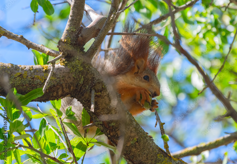 Obraz premium A beautiful little squirrel