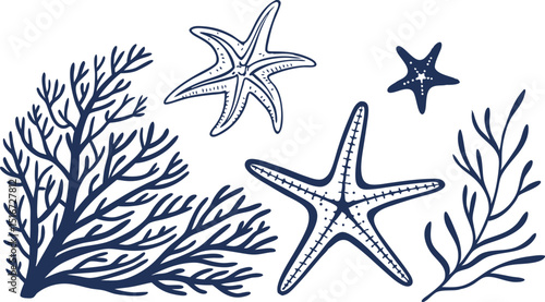 Nautical starfish coral sea life illustration