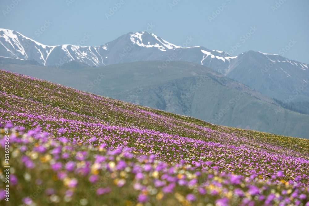 Obraz premium On the Assy Turgen plateau in Kazakhstan, vast, colorful fields of wild spring flowers bloom against a backdrop of snow-capped mountains.