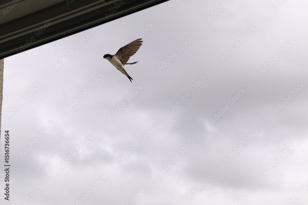 Fototapeta premium House martin (Delichon urbicum) captured mid-flight against a clear sky.