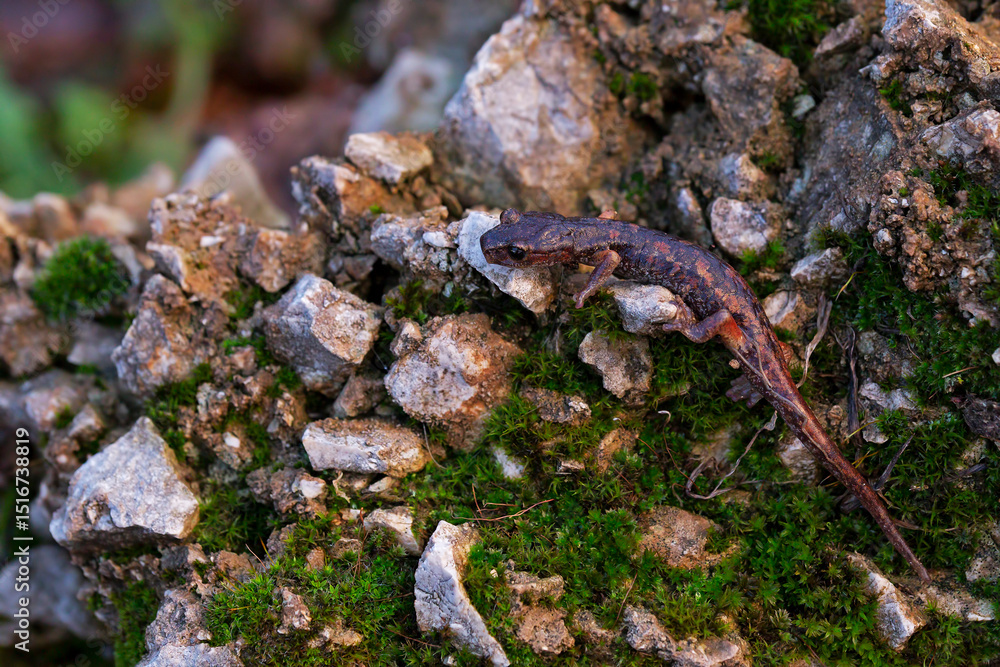 Fototapeta premium The Italian Cave Salamander (Speleomantes italicus) is a rare amphibian native to Italy, known for its secretive nature and cave habitats. Ideal for wildlife, conservation, and nature projects.