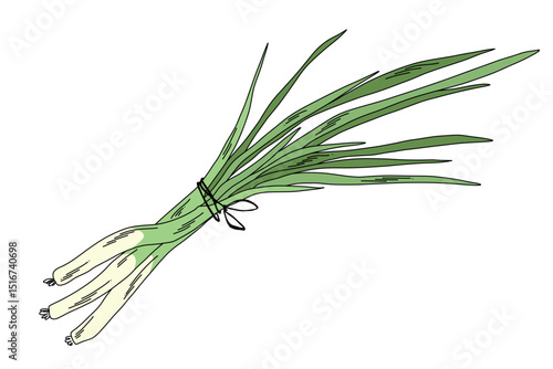 Bunch of scallion vegetable illustration, hand drawn fresh green onion bundle with roots and leaves
