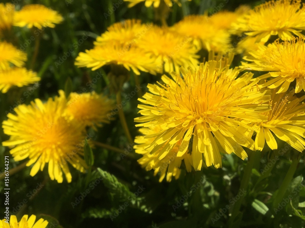 Yellow dandelions blooming in a sunlit field. Yellow dandelions blooming in a sunlit field.