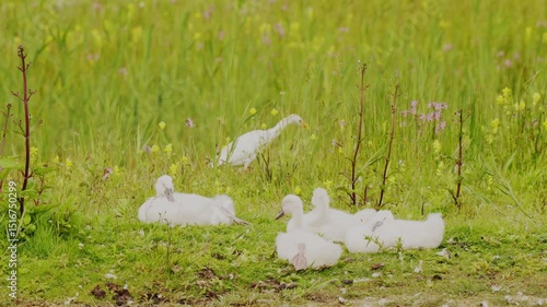 plan vidéo de vie au naturel, dans un cadre magnifique avec des jeunes cygnes se prélassant au soleil, dans une prairie fleurie, en arrière plan, un héron garde-bœuf passe à la recherche de petits a