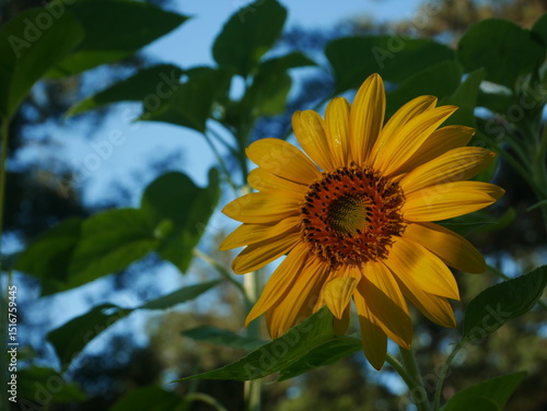 yellow sunflower in the garden