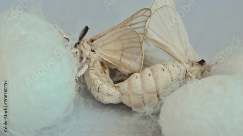 Two silkworm butterflies mating on top of the cocoon