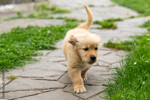 CUCCIOLI GOLDEN RETRIVER