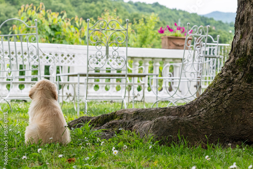 CUCCIOLI GOLDEN RETRIVER