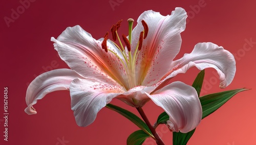 A beautiful white lily flower on the right side of an isolated pink background, with detailed and vibrant petals, a green stem holding it up, in high resolution.