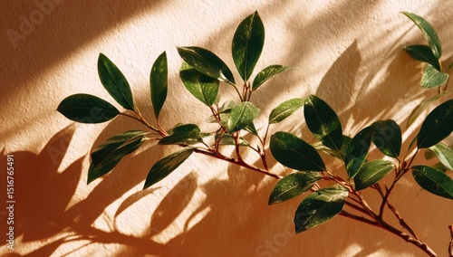 A green plant branch with bright leaves against the background of beige walls, creating an elegant and minimalistic composition. The sunlight casts soft shadows on the wall, adding depth to the scene