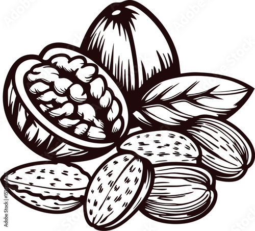 Engraved illustration of walnuts with shelled, unshelled, and leaf elements black and white vintage drawing