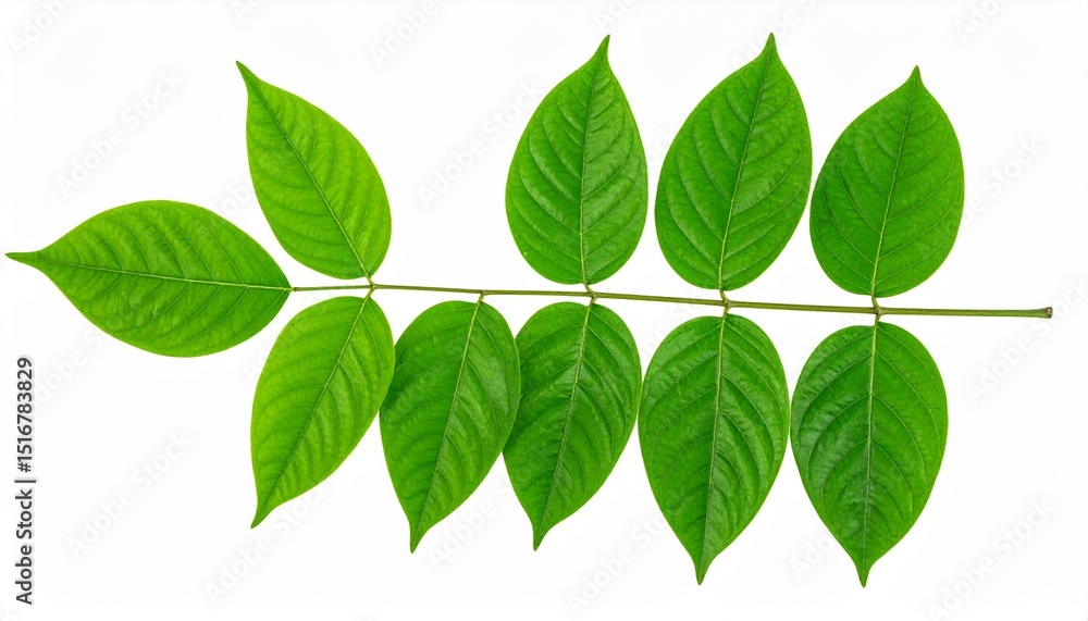 Fototapeta premium Green Javanese Treebine Leaves Isolated on White Background with Clipping Path, Tropical Vine