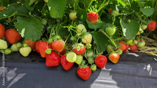 Lush Strawberry Patch A Bounty of Ripe and Unripe Strawberries in a Garden Setting.