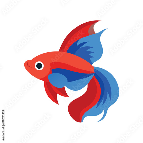 Beta fish On white background
