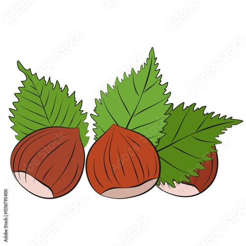 Hazelnut ripe and tasty. Whole hazelnut in shell drawing. Unpeeled forest nut vector illustration. Isolated handful of whole nuts in cartoon flat style.