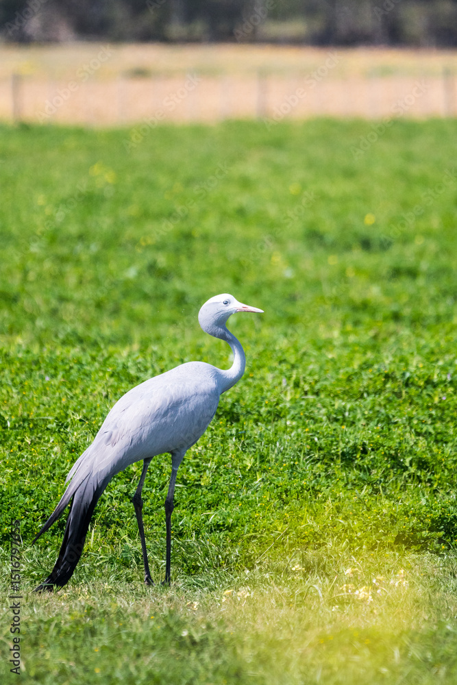 Fototapeta premium blue crane bird, Stanley crane or paradise crane (Anthropoides paradiseus) national bird of South Africa close up side on or profile in the wild in the farming region of Western Cape